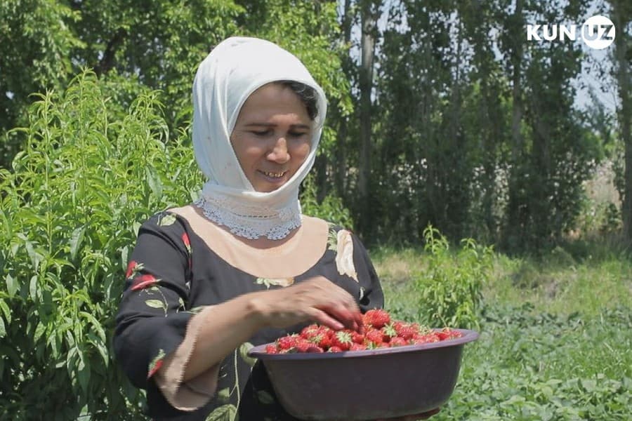 Bir kunda kamida 4,5 mln so‘mlik mahsulot sotamiz - Tomorqada qulupnay yetishtirayotgan oila