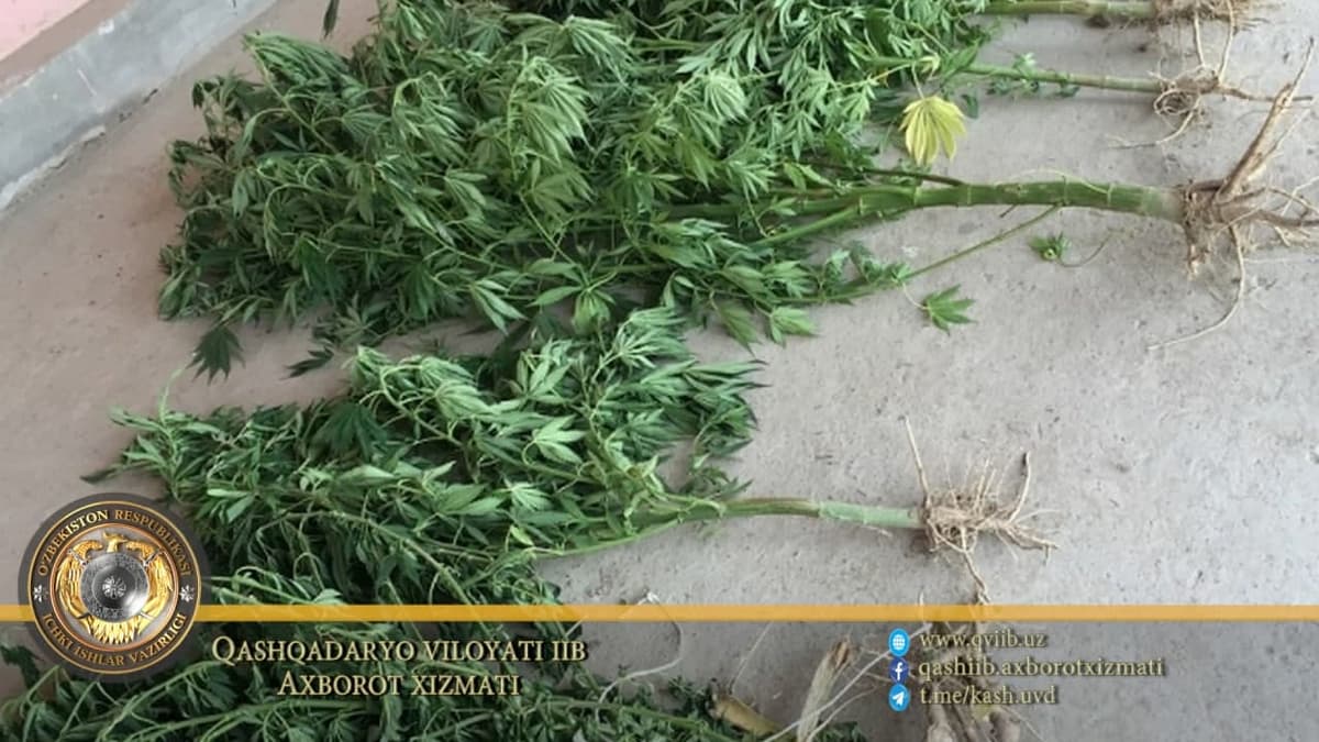 Qashqadaryoda uyida kannabis va ko‘knor yetishtirayotgan shaxsga jinoiy ish qo‘zg‘atildi