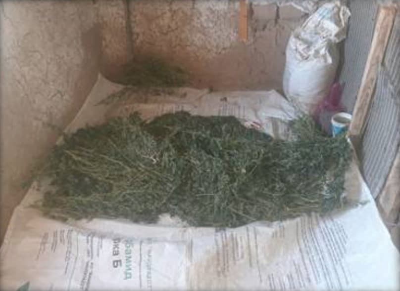 Qashqadaryoda qariyb 6 kilogramm marixuana saqlab kelayotgan fermer xo‘jaligi ishchisi ushlandi