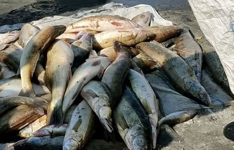 Aydarko‘lda noqonuniy baliq ovlagan kattaqo‘rg‘onlik shaxsga 17,5 million so‘m tabiatga yetkazilgan zarar belgilandi