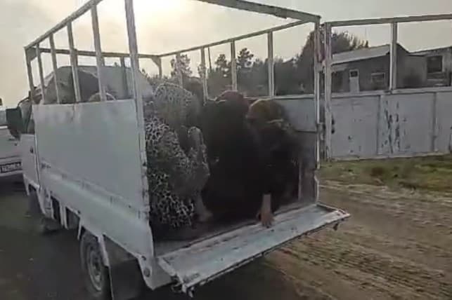 Surxondaryoda Labo kichik yuk tashish mashinasiga 16 nafar odamni ortib ketayotgan haydovchiga chora ko‘rildi