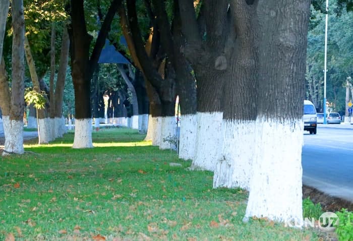 Uzbekistan to plant 200 million saplings a year to increase green spaces in cities