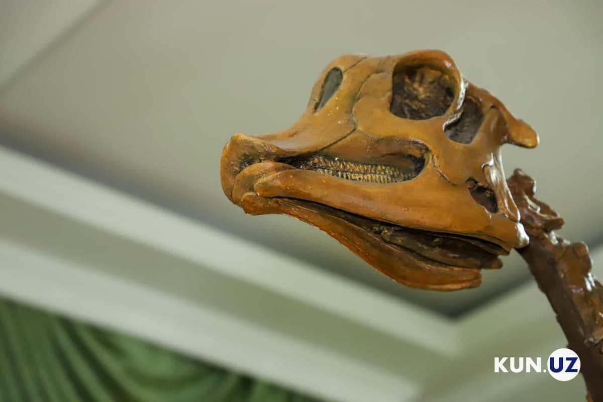 Кости динозавров и камни с золотом. Посещение музея геологии, открытого в 1926 году