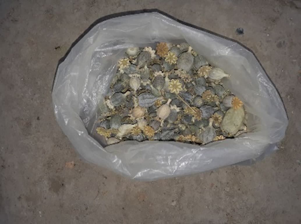 Samarqandda xonadonida ko‘knori o‘simligini saqlab kelayotgan shaxs aniqlandi