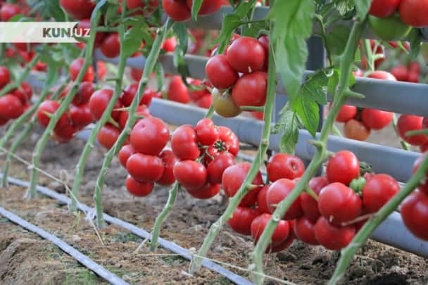 Turkiyadan pomidor va qalampir urug‘lari importiga talablar kuchaytirildi