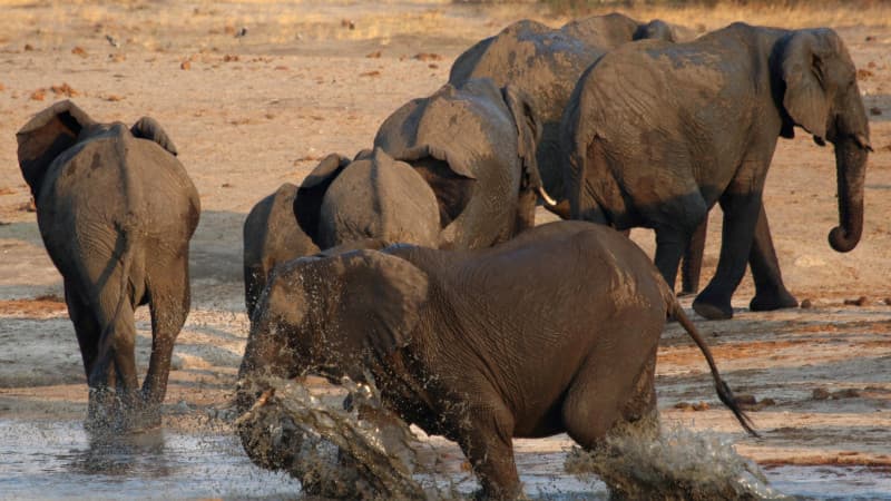 Zimbabve turizmdan daromad kamayib ketgani sababli 500ta filni otishga ruxsat beradi