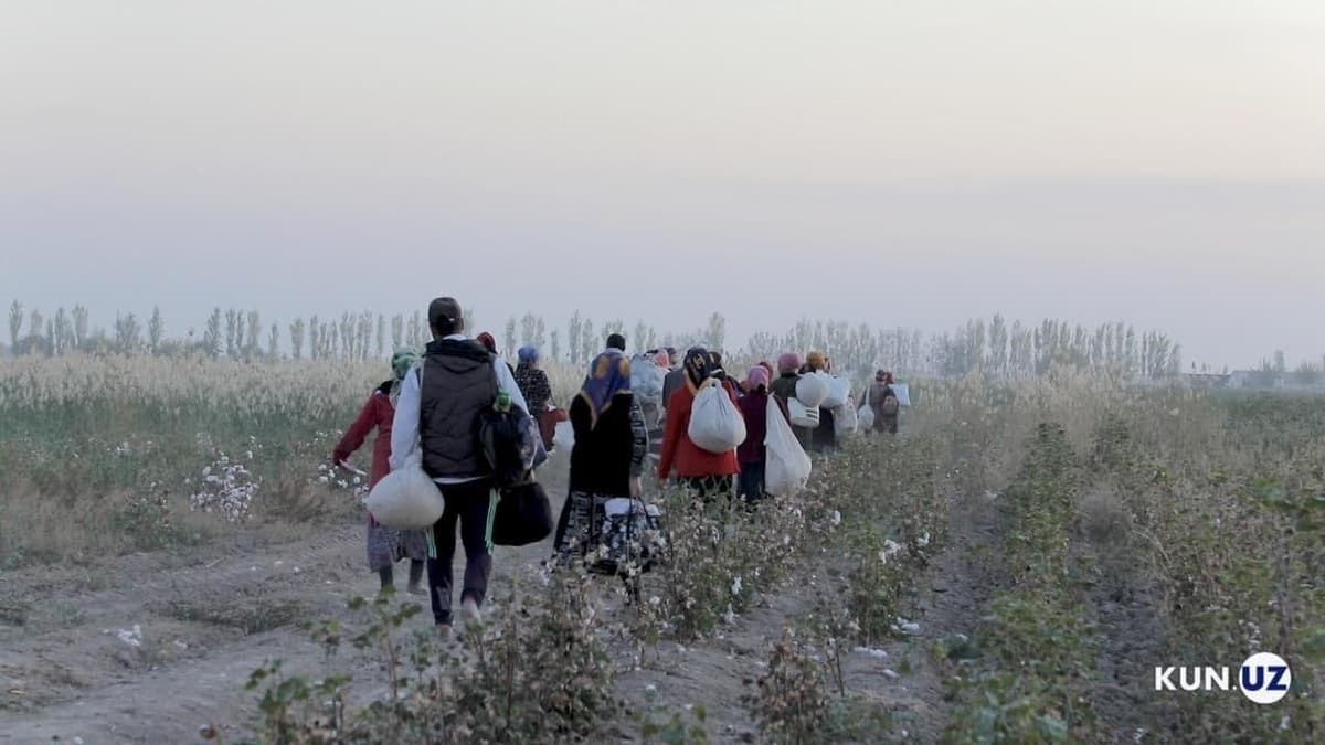 Uzbekistan named sixth largest cotton producer in the world