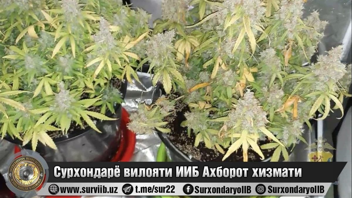 Surxondaryoda gultuvaklarda nasha ekib parvarishlayotgan shaxsga jinoiy ish qo‘zg‘atildi