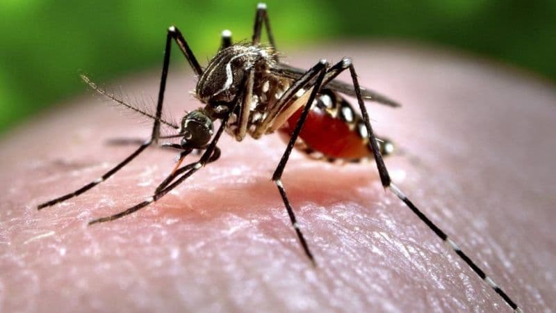 Hindistonda Zika virusi avj olishi qayd etildi. Infeksiya tez tarqalmoqda