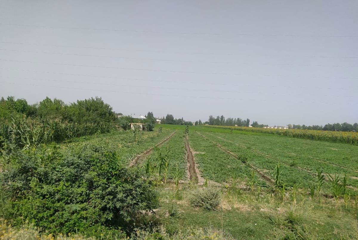 Shahrisabz tumanida suv paxta dalalariga haydalayotgani, boshqa fermerlarga berilmayotgani aytildi. Tuman hokimligi buni rad etdi