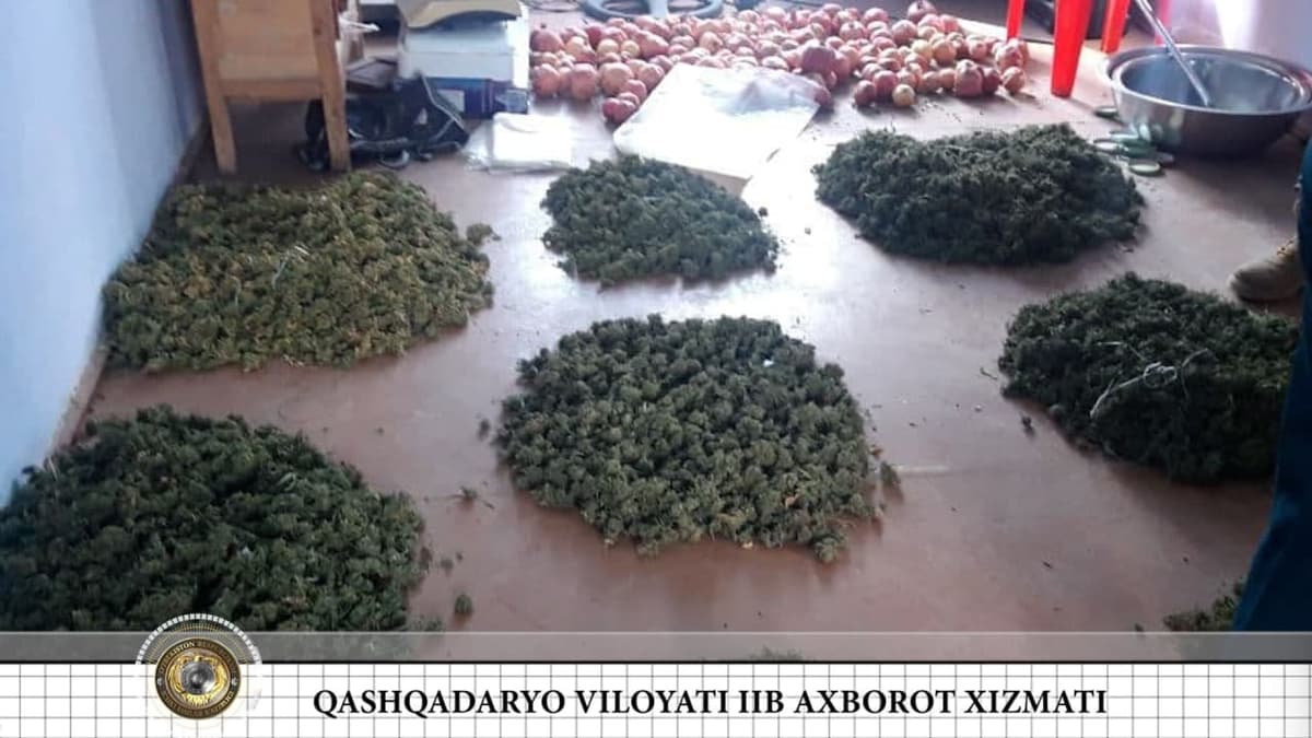 Qashqadaryoda 10 kilogrammdan oshiq marixuana saqlab kelayotgan shaxs ushlandi