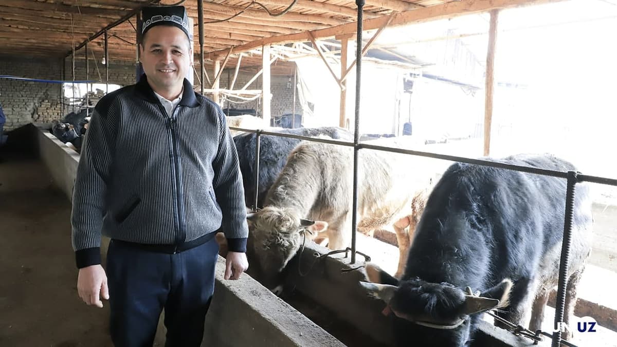 Prezident selektorda uyida 60 bosh novvos boqayotgan chorvadorni tilga oldi. Kun.uz bu xonadondan ko‘rsatuv tayyorlagandi