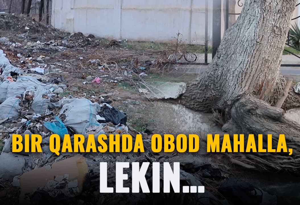 Mahalladagi chiqindizor va betonlangan daraxtlar - Abgor manzillar
