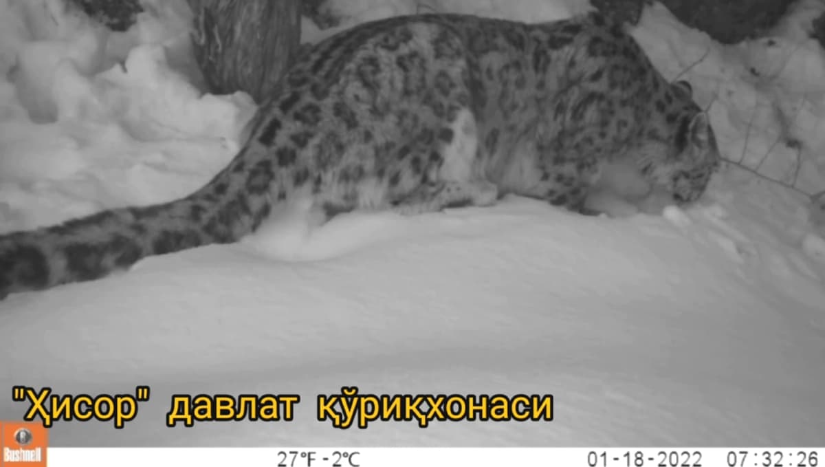 Hisor qo‘riqxonasida qor qoploni fotoqopqonga tushdi