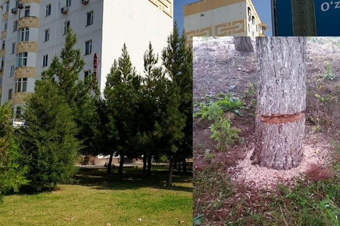 Yunusobodda 10 tup qarag‘ay arralab ketilgani bo‘yicha jinoyat ishi qo‘zg‘atildi