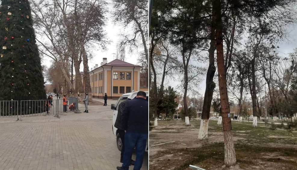 Samarqandda tabiiy archalarni kesib yangi yil archasi yasashdi