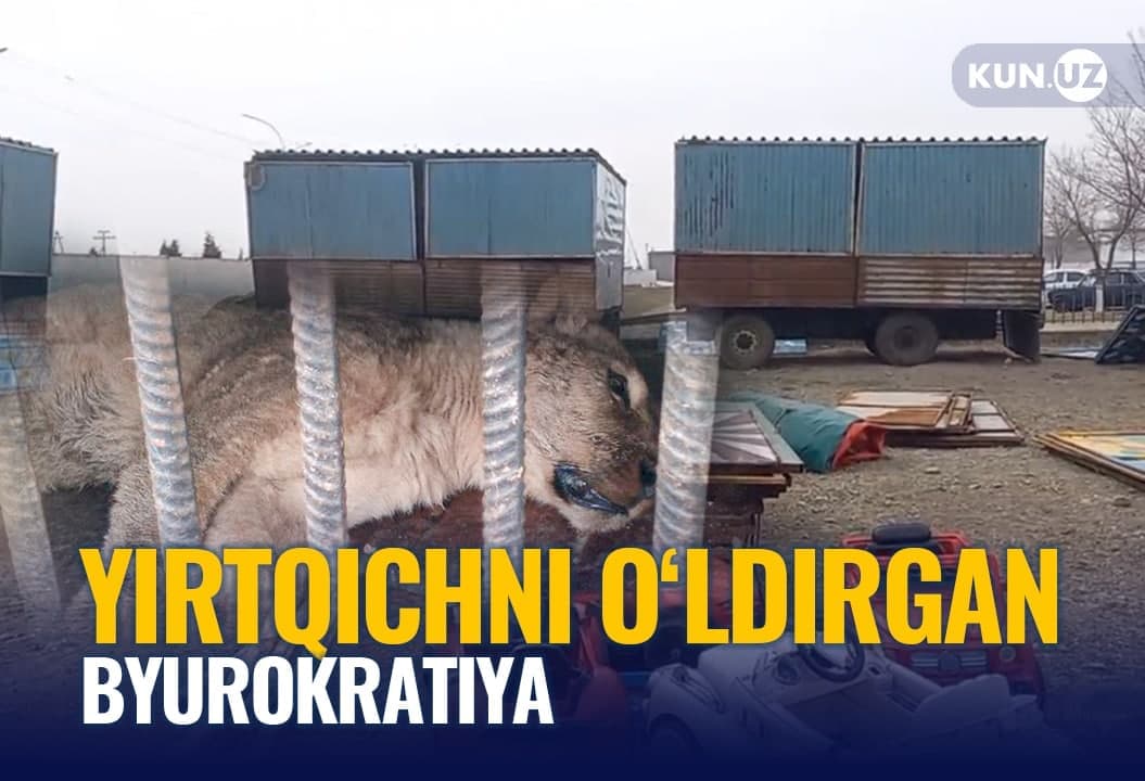 Paxtakorda sirkchilarning bo‘g‘oz sheri o‘ldi. Bunga «zamhokim»ning byurokratligi sabab bo‘ldimi?