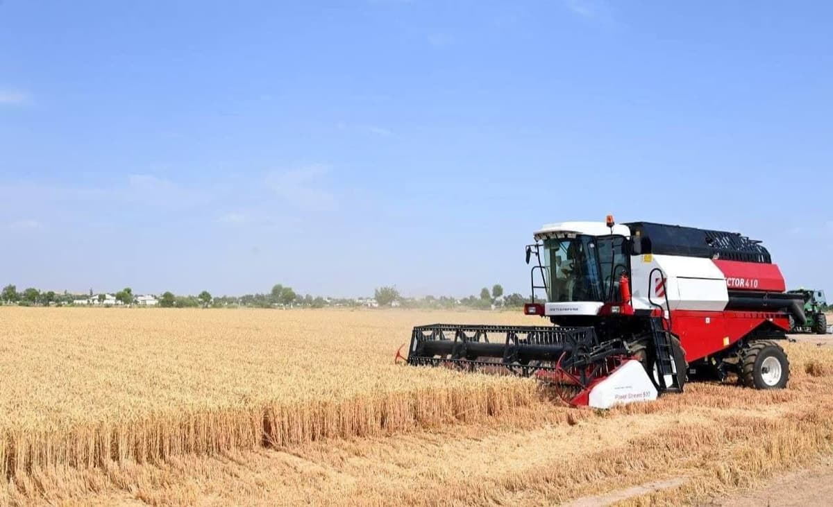 Uzbekistan to buy more than 500 thousand tons of grain for the state reserve