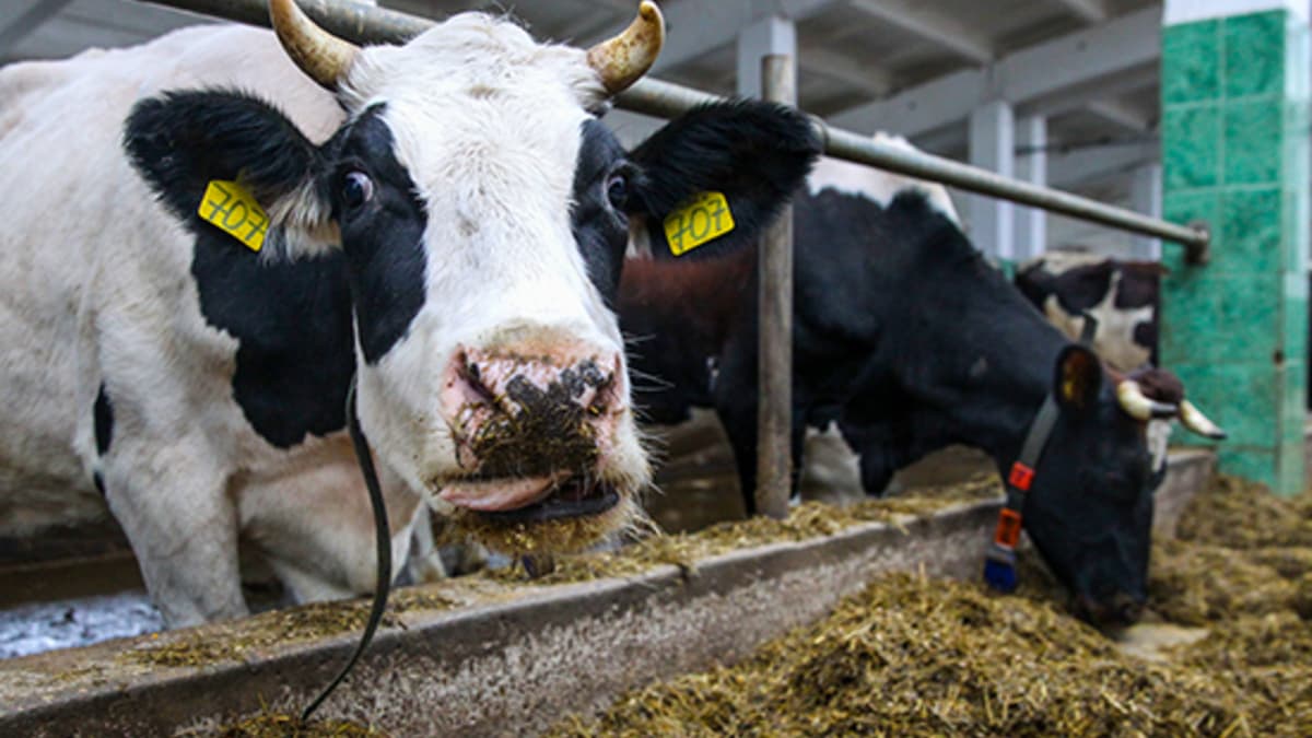 Россия запретила ввоз животных и продукции животноводства из Казахстана