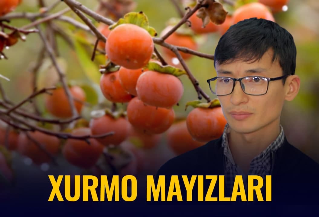 “5 tonna xurmo mayizini eksport qildik” - namanganlik tadbirkor yigit