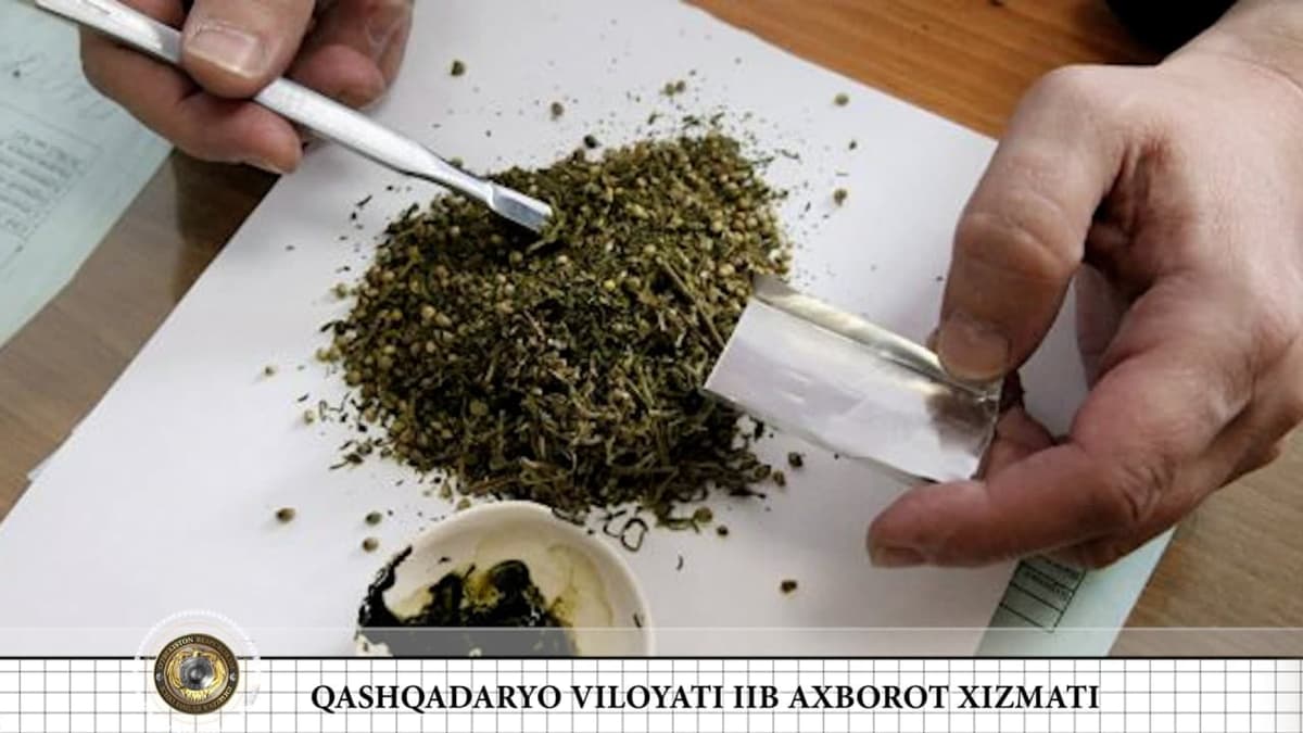 Қашқадарёда фуқаронинг уйидан қуритилган ҳолдаги 10,8 кг марихуана, 16,5 кг каннабис топилди