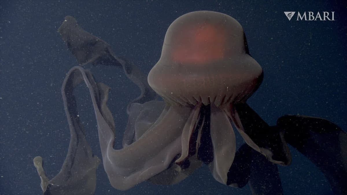 Olimlar ulkan meduzani videoga muhrlashdi