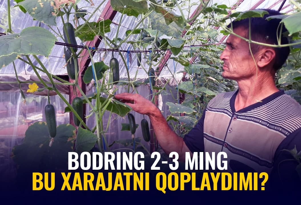 Bodring 2-3 ming so‘m – bu narx xarajatni qoplaydimi? Dehqonlar bilan suhbat