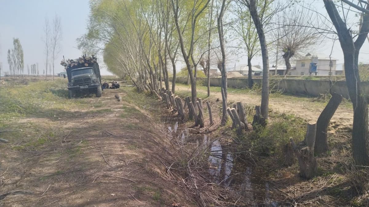Sirdaryoda 170 tup tol daraxti kesib tashlandi