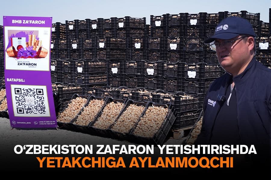 Ўзбекистон заъфарон етиштиришда дунё етакчисига айланмоқчи