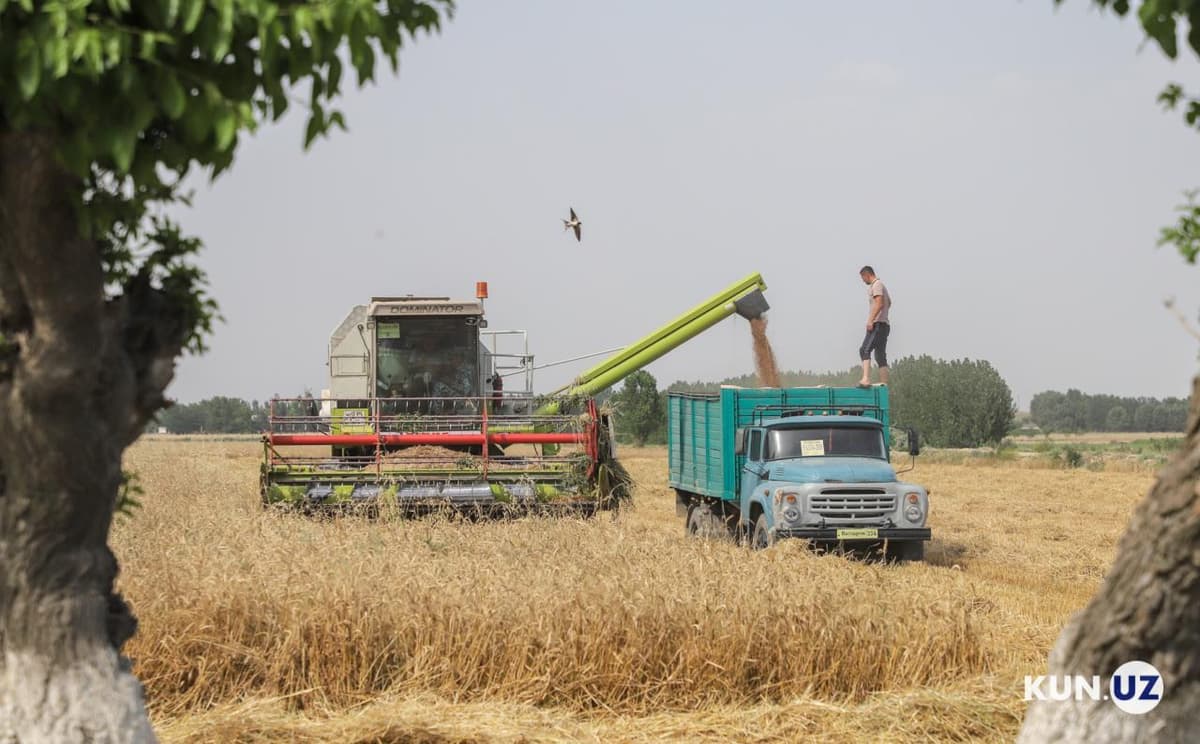 С 1 июня государство будет продавать и покупать зерно по рыночным ценам