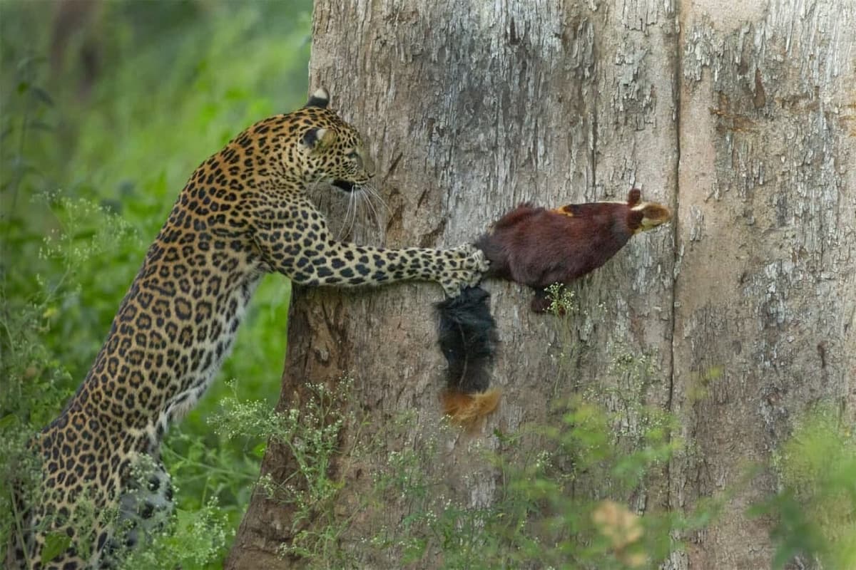 Olmaxon ovlagan leopard, timsoh quvayotgan yo‘lbars va yalqov ayiq: Yovvoyi tabiat fotosuratchilar nigohida