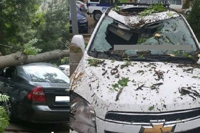 Toshkentda haydovchilardan mashinalarni daraxt ostida qoldirmaslik so‘raldi