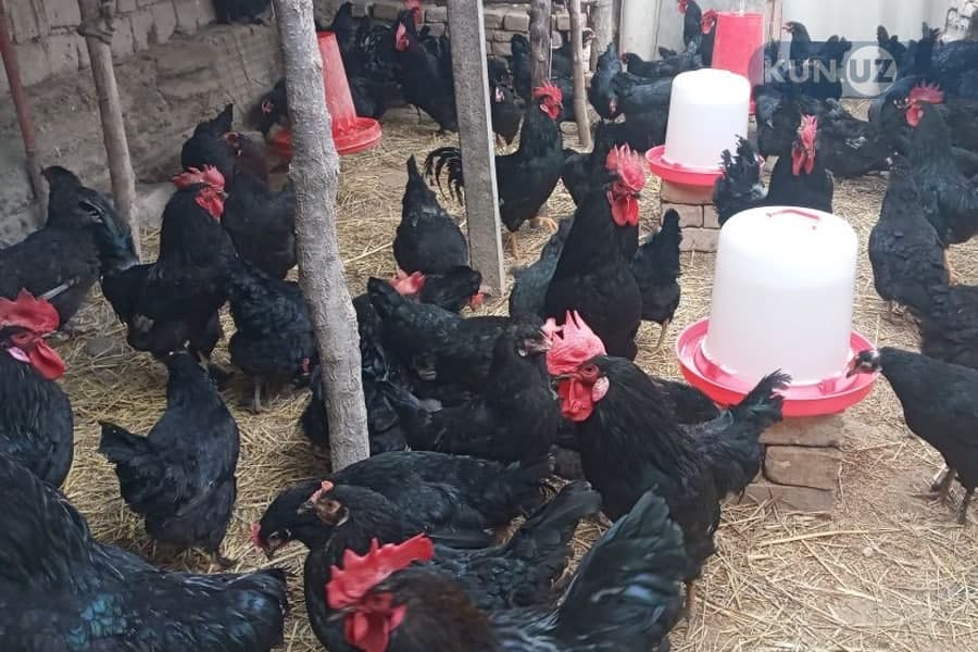 Tomorqa yer egalarini kasanachilik bilan band qilgan tadbirkorlarga subsidiya beriladi