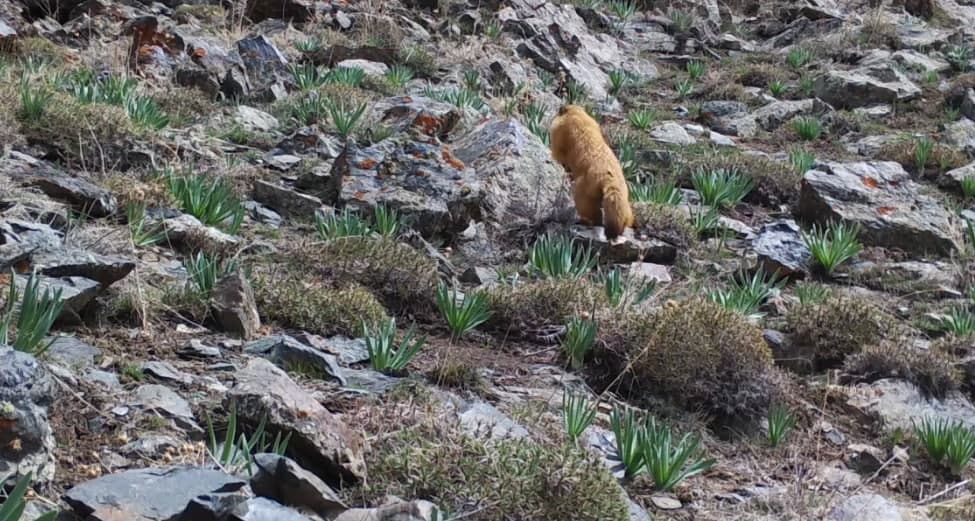 «Hisor» davlat qo‘riqxonasidagi noyob hayvon fotoqopqonga tushdi (Video)