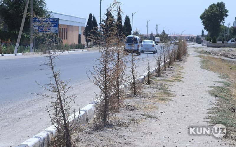 Hisobotlarda yozilgan 6 mln tup ko‘chat aslida ekilmagan bo‘lib chiqdi