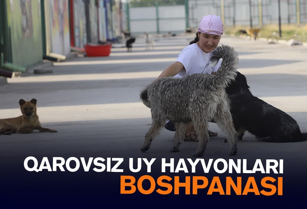 O‘zbekiston uchun noodatiy maskan: 860ta tashlandiq itning zamonaviy boshpanasi