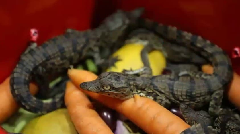 Man tries to smuggle 54 baby crocodiles at Tashkent airport