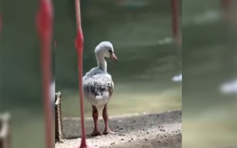 Toshkent hayvonot bog‘ida flamingo bolaladi