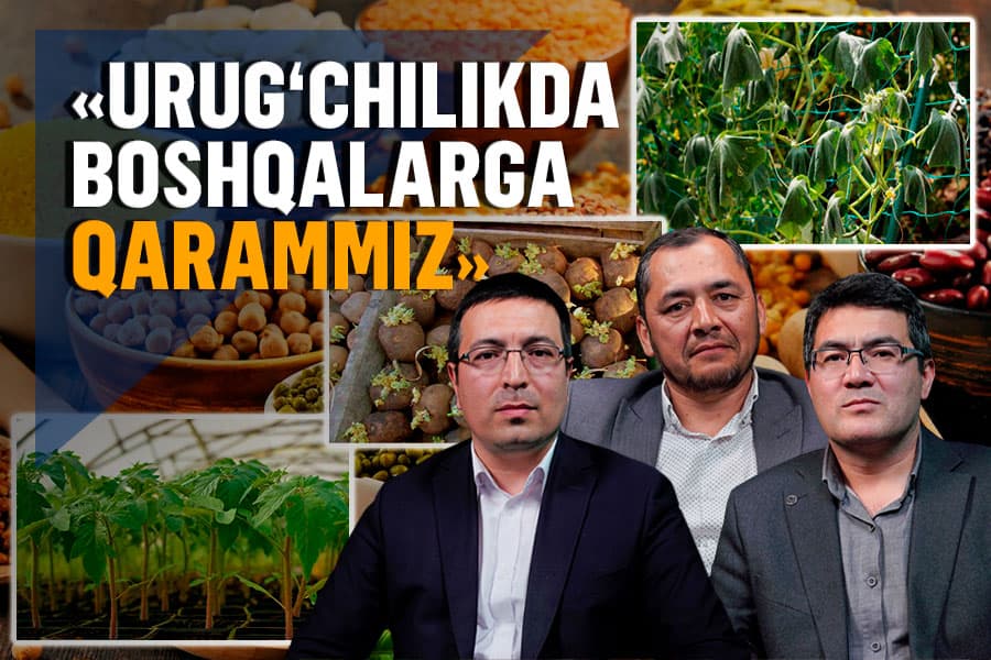 Strategik masala: O‘zbekiston urug‘chilikda nega xorijga qaram bo‘lib qolmoqda?
