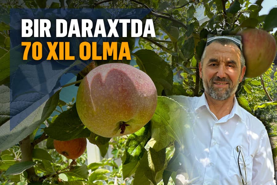Mevalar ishqibozi – bir daraxtga 70 xil olma payvand qilgan oltiariqlik bog‘bon
