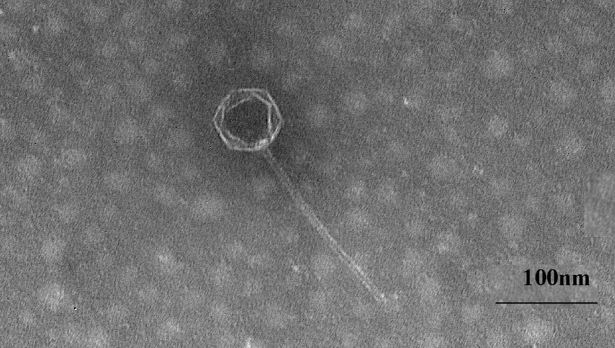 Mariana botig‘i tubida yangi virus topildi