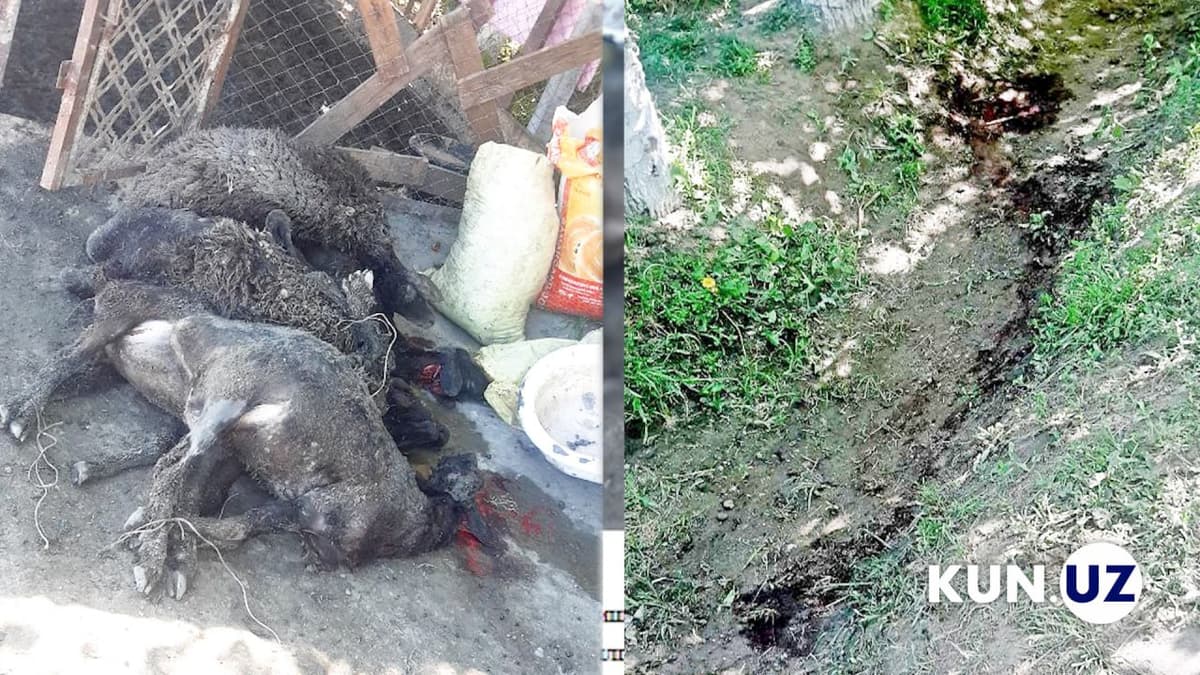 Criminal group that slaughtered a citizen’s sheep and left a threatening letter to him detained in Samarkand