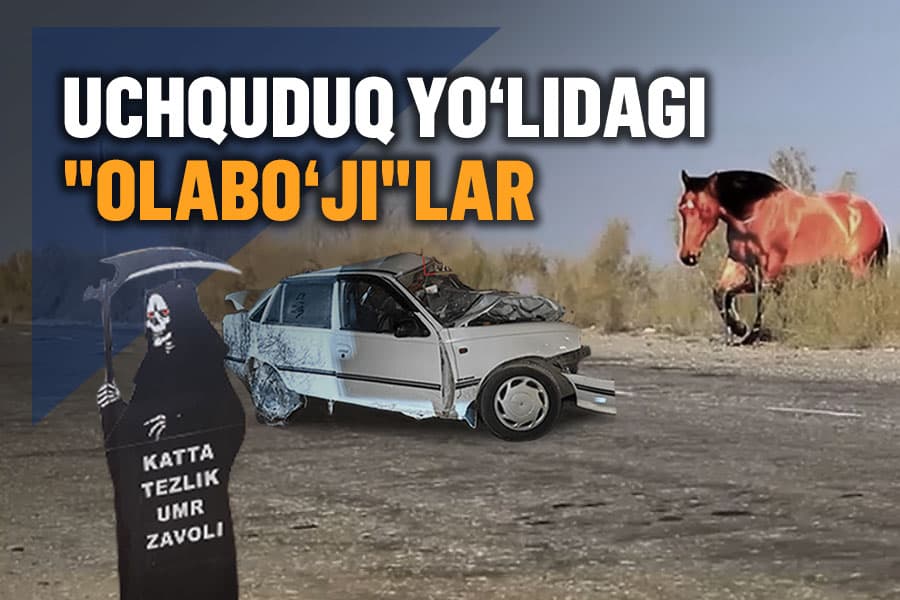 Avariyalarga sabab bo‘layotgan “hayvonlar”: yo‘l sinov maydoni emas