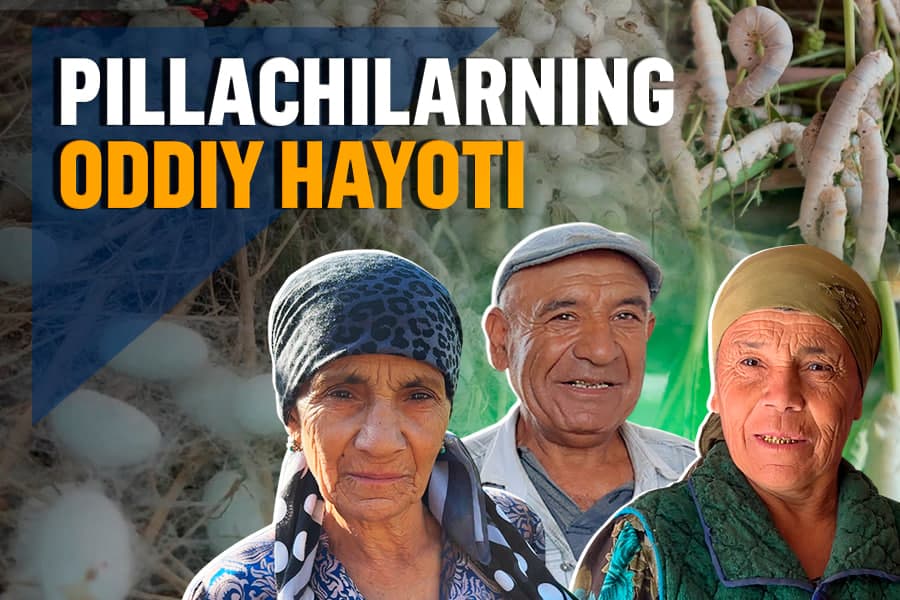 Mayda qurtdan betakror pillagacha - ipak qurti qanday boqiladi?