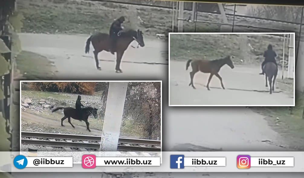 Toshkentda ikki bosh otni o‘g‘irlashda gumonlangan shaxslar qo‘lga olindi