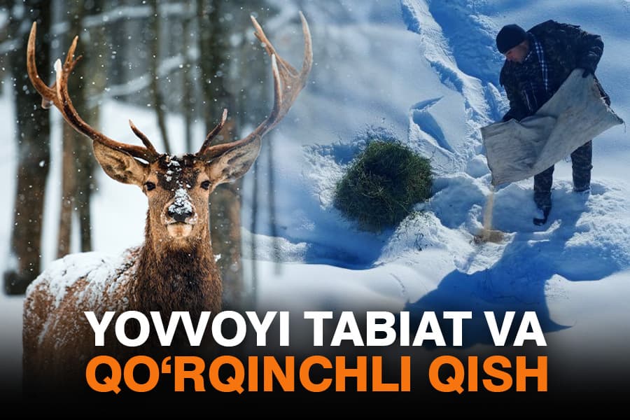 Sovuq bilan kurashayotgan hayvonlar. Ularga g‘amxo‘rlik qilinmoqda