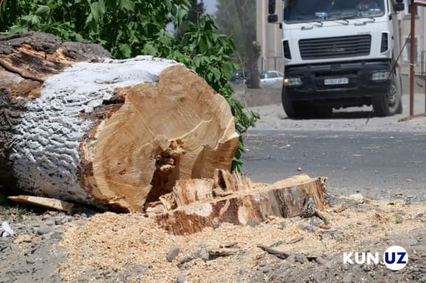 В 2022 году из-за незаконной вырубки деревьев нанесен ущерб на 10 миллиардов сумов