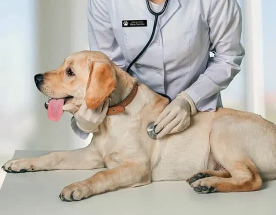 Chegara punktlarida pulli veterinariya xizmatlarini ko‘rsatish boshlanadi