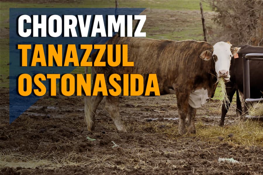 “Bu ketishda inqirozga uchraymiz” - investor chorvachilikda yashirilayotgan muammolar haqida