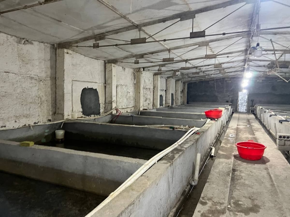 Zangiotada gazdan noqonuniy foydalangan yerosti baliq yetiştiriş sexi topildi